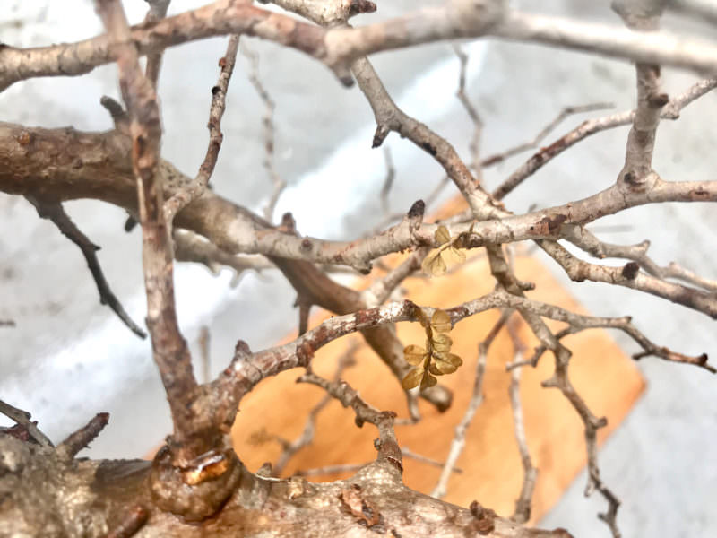 vol.3／開幕】オペルクリカリア・パキプス現地株の発根管理