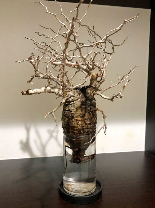 vol.3／開幕】オペルクリカリア・パキプス現地株の発根管理