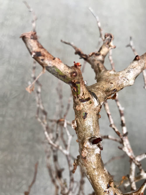 vol.3／開幕】オペルクリカリア・パキプス現地株の発根管理