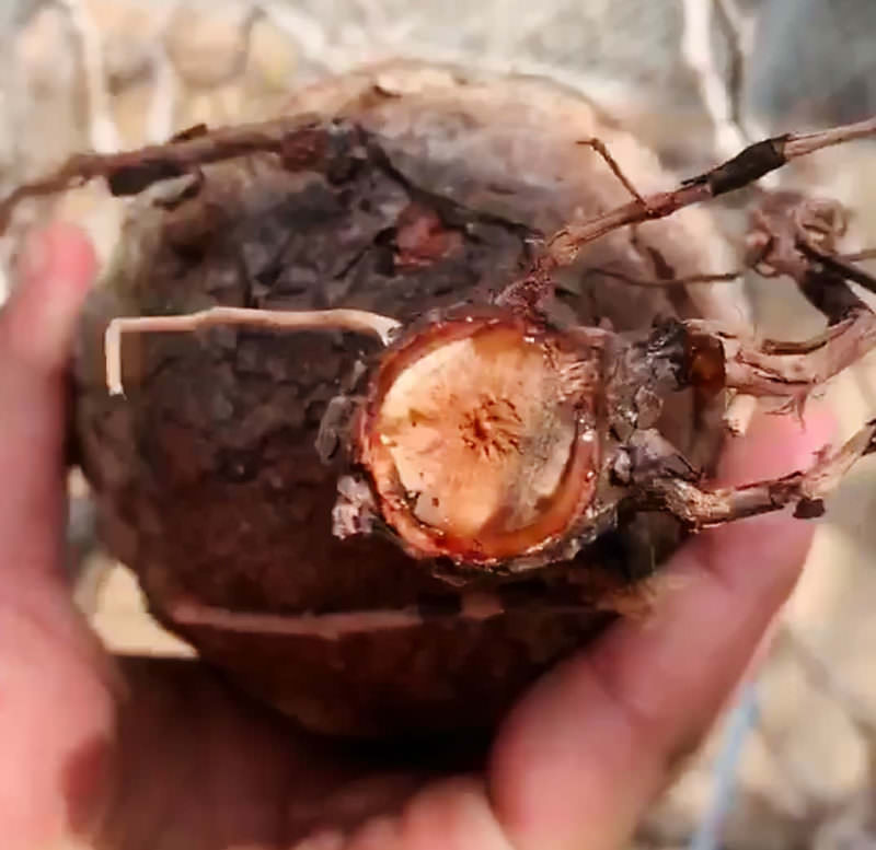 vol.3／開幕】オペルクリカリア・パキプス現地株の発根管理