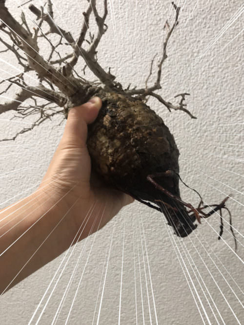 vol.3／開幕】オペルクリカリア・パキプス現地株の発根管理