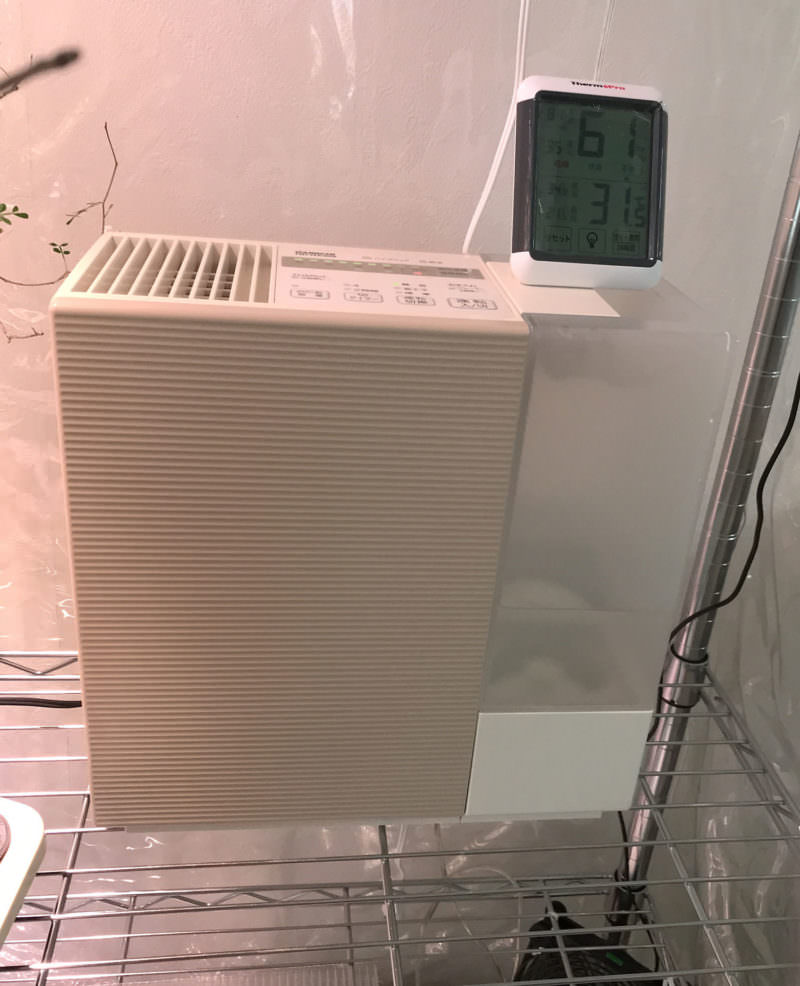 【〜18日目/vol.3】オペルクリカリア・パキプス現地株の発根管理|水耕編 9 IMG 5552r