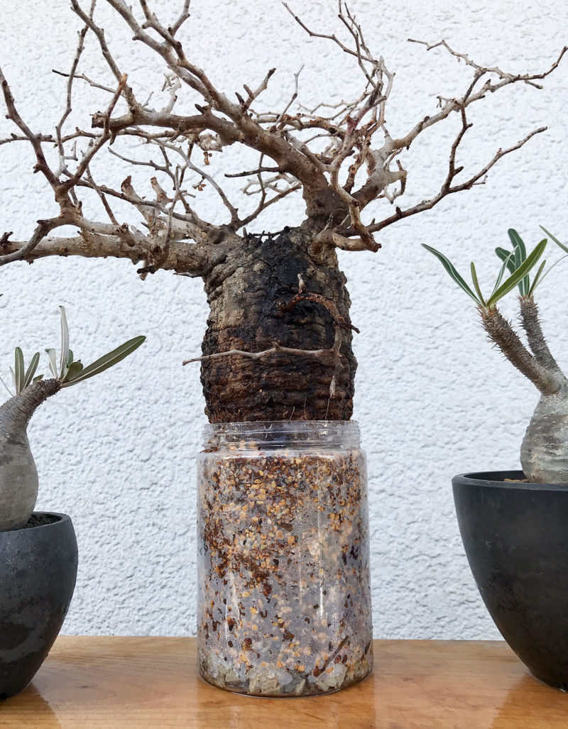 オペルクリカリア パキプス 発根管理中株 発根管理中【塊根植物・現地