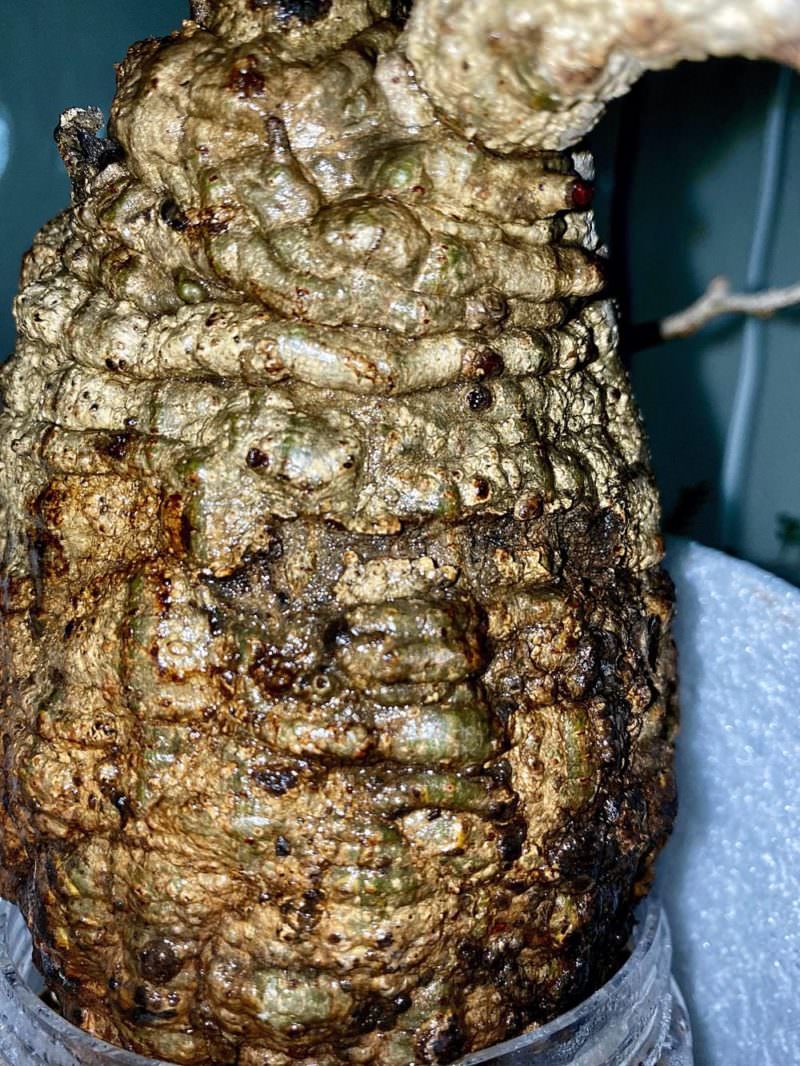 60日目／vol.3】オペルクリカリア・パキプス現地株の発根管理｜土耕編