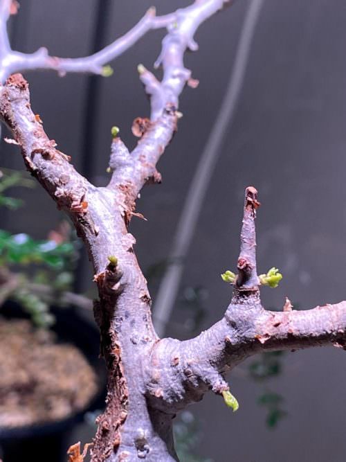 60日目／vol.3】オペルクリカリア・パキプス現地株の発根管理｜土耕編