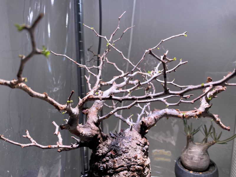 60日目／vol.3】オペルクリカリア・パキプス現地株の発根管理｜土耕編