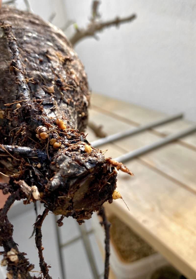 60日目／vol.3】オペルクリカリア・パキプス現地株の発根管理｜土耕編