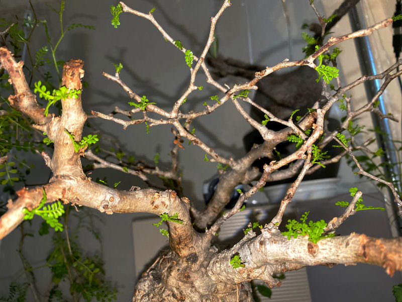 CP80 オペルクリカリア パキプス 現地発根株 CP80 オペルクリカリア パキプス 現地発根株