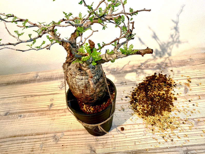 90日目／vol.3】オペルクリカリア・パキプス現地株の発根管理｜土耕編