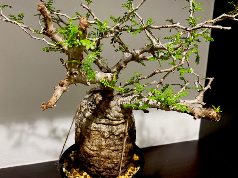 90日目／vol.3】オペルクリカリア・パキプス現地株の発根管理｜土耕編