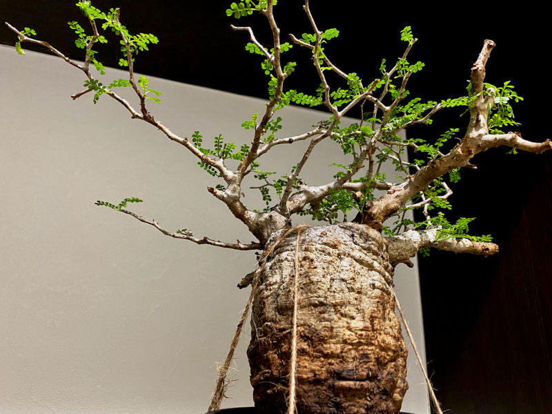 90日目／vol.3】オペルクリカリア・パキプス現地株の発根管理｜土耕編