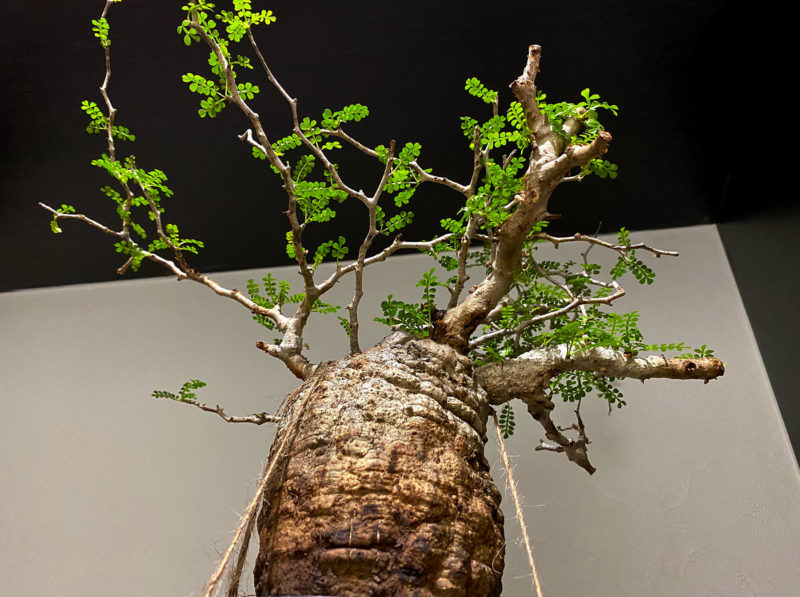 90日目／vol.3】オペルクリカリア・パキプス現地株の発根管理｜土耕編