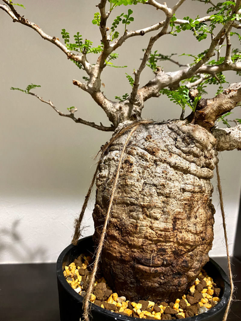 90日目／vol.3】オペルクリカリア・パキプス現地株の発根管理｜土耕編