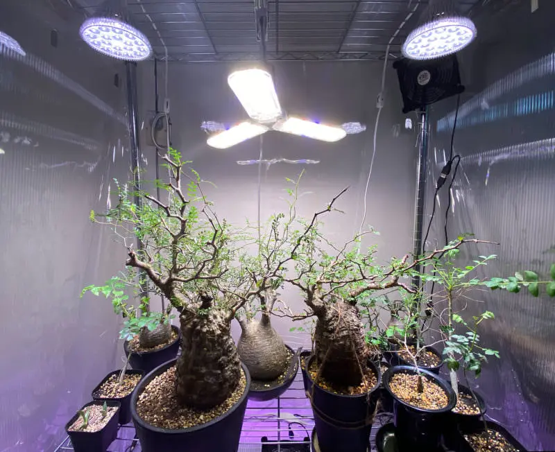 コスパ抜群！？チューリップ型LED照明「Derlights 植物育成LEDライト
