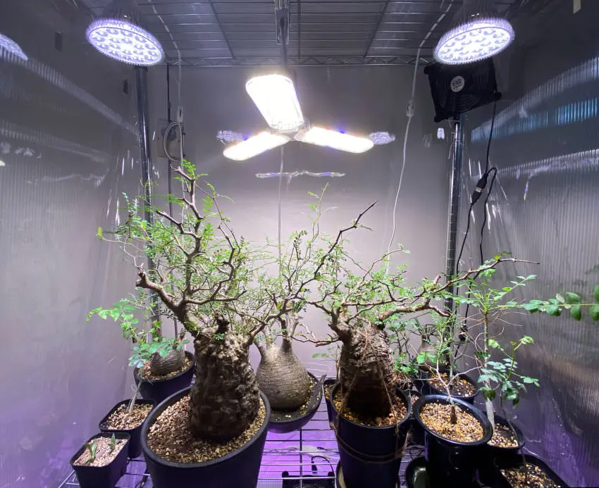 コスパ抜群！？チューリップ型LED照明「Derlights 植物育成LEDライト