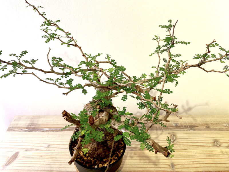 90日目／vol.3】オペルクリカリア・パキプス現地株の発根管理｜土耕編