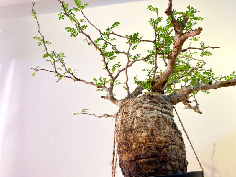 90日目／vol.3】オペルクリカリア・パキプス現地株の発根管理｜土耕編