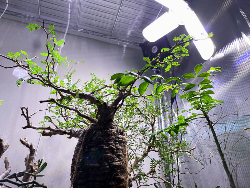 90日目／vol.3】オペルクリカリア・パキプス現地株の発根管理｜土耕編