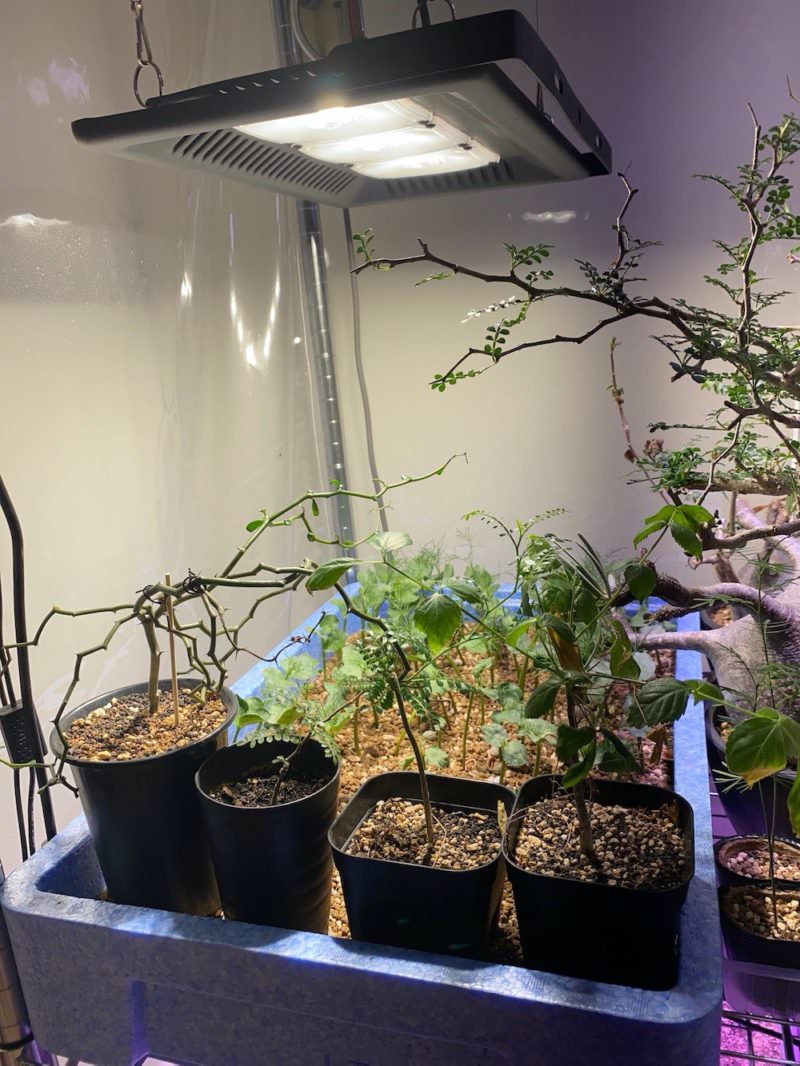 防水&ノイズレス！】高輝度COB型LED育成ライトを導入しました。