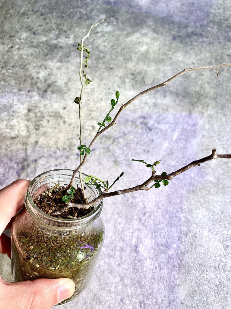 8日目／vol.4】オペルクリカリア・パキプス現地株の発根管理 ｜土耕編