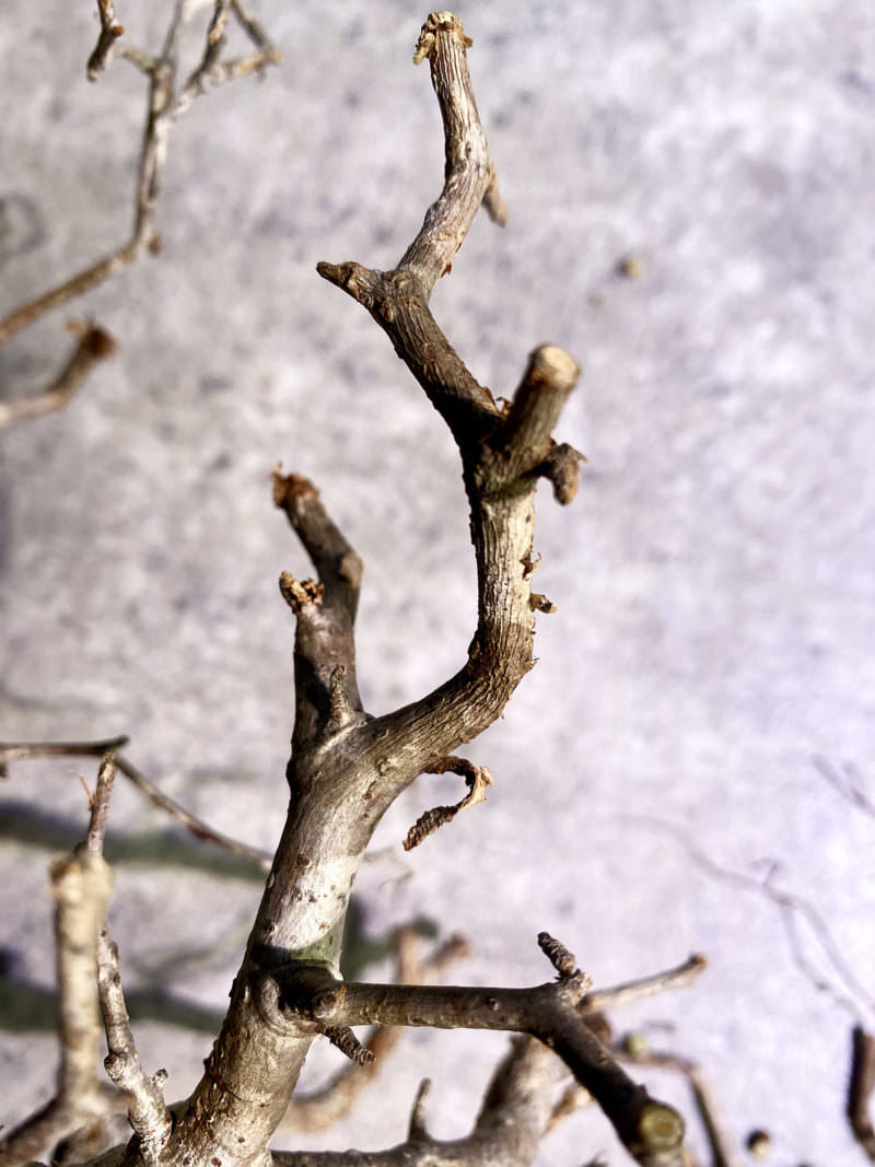 vol.4】オペルクリカリア・パキプス現地株の発根管理｜下処理 編