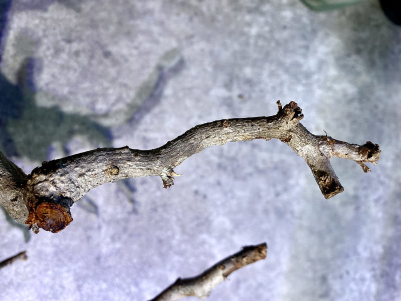 vol.4】オペルクリカリア・パキプス現地株の発根管理｜下処理 編