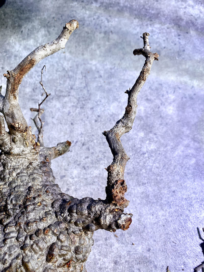 vol.4】オペルクリカリア・パキプス現地株の発根管理｜下処理 編