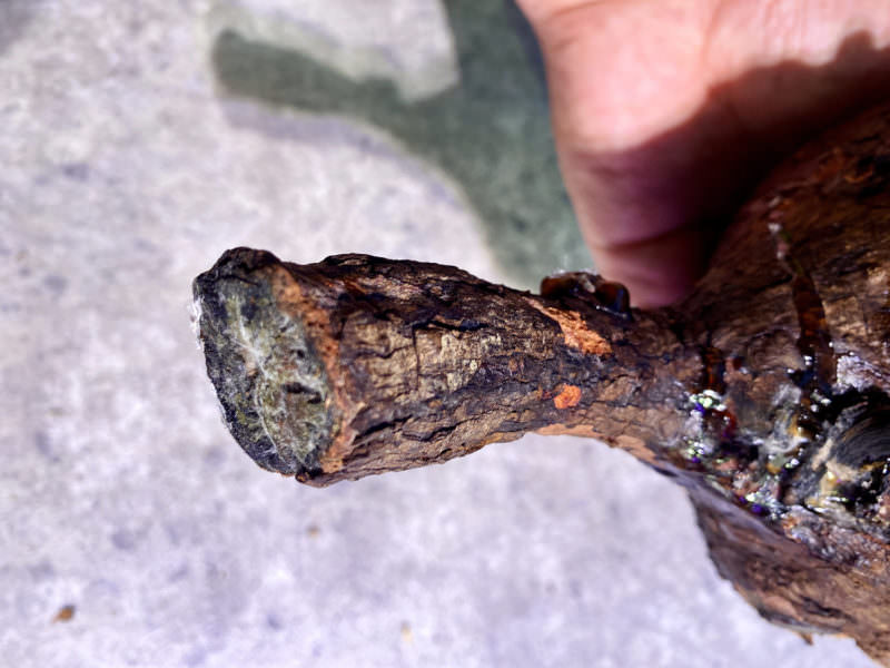 vol.4】オペルクリカリア・パキプス現地株の発根管理｜下処理 編