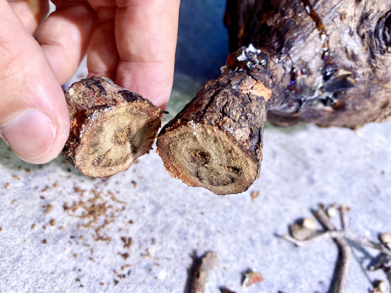 vol.4】オペルクリカリア・パキプス現地株の発根管理｜下処理 編