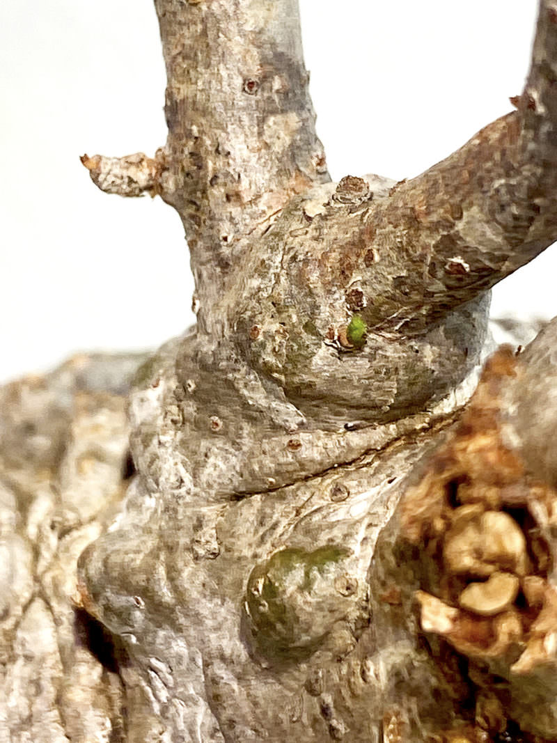 8日目／vol.4】オペルクリカリア・パキプス現地株の発根管理 ｜土耕編