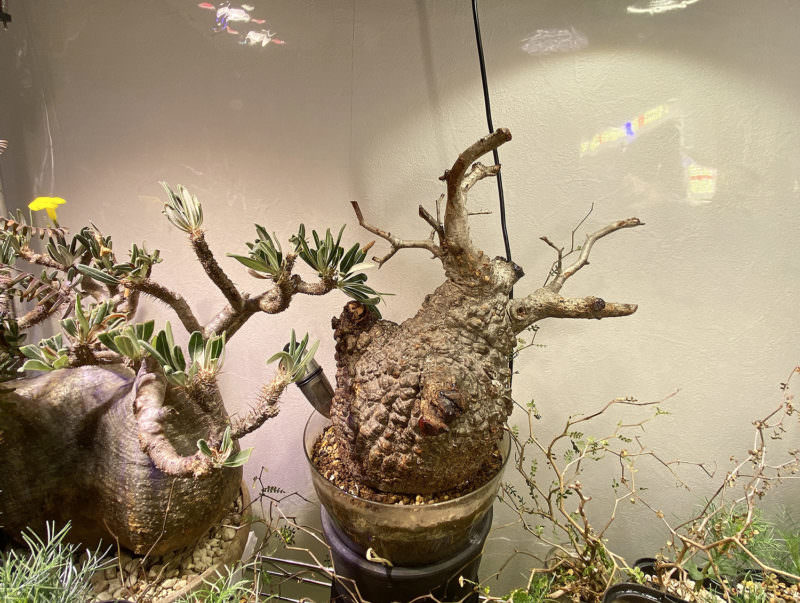 8日目／vol.4】オペルクリカリア・パキプス現地株の発根管理 ｜土耕編