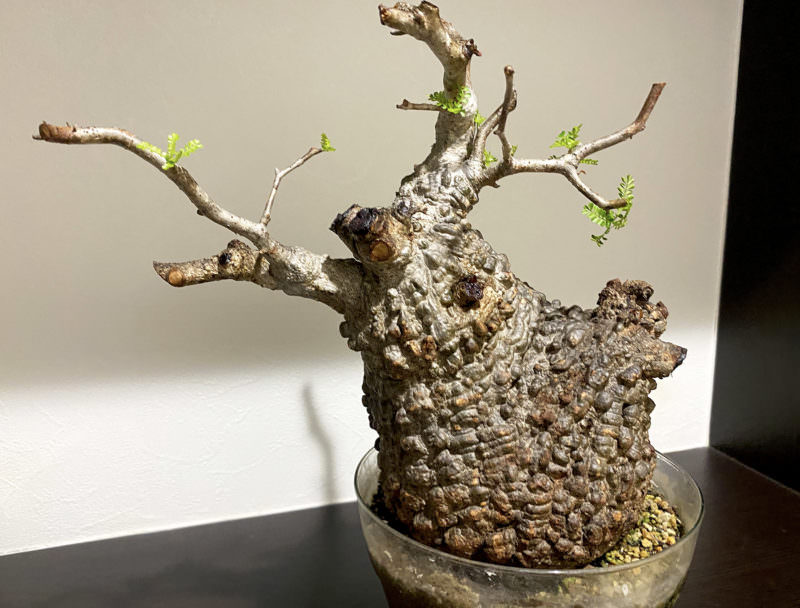 オペルクリカリア　パキプス　発根確認株 オペルクリカリア パキプス 発根確認株 40日目／vol.4】オペルクリカリア・