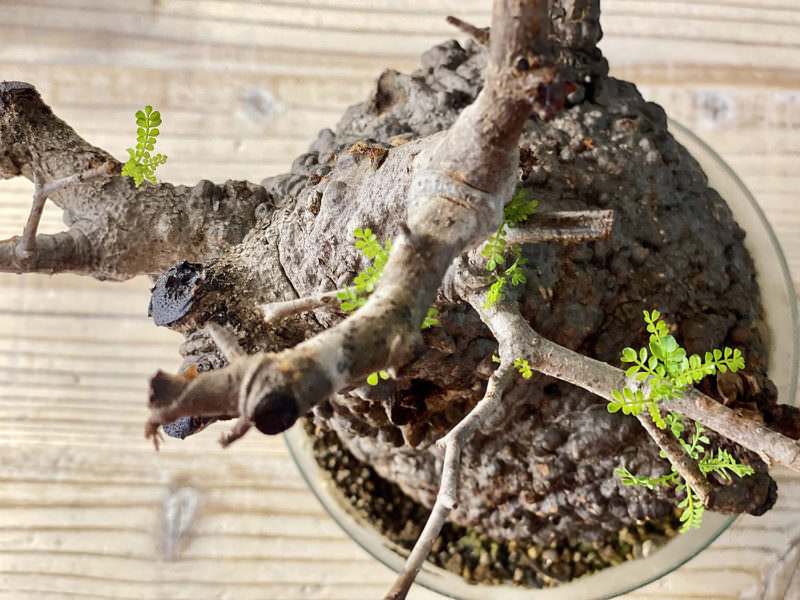 40日目／vol.4】オペルクリカリア・パキプス現地株の発根管理 ｜移植編