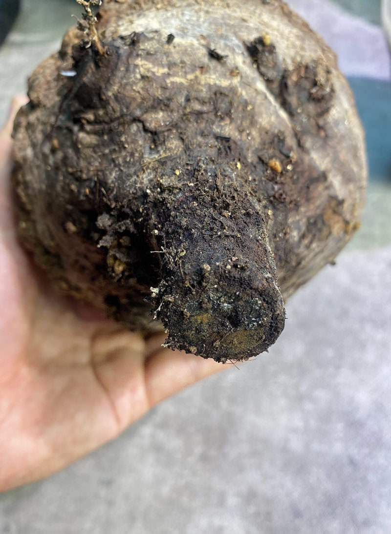 40日目／vol.4】オペルクリカリア・パキプス現地株の発根管理 ｜移植編