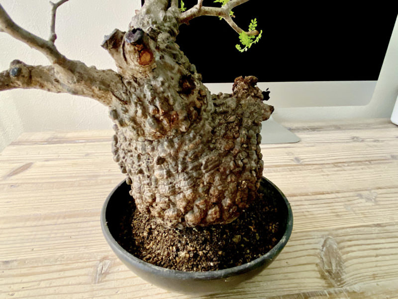 40日目／vol.4】オペルクリカリア・パキプス現地株の発根管理 ｜移植編