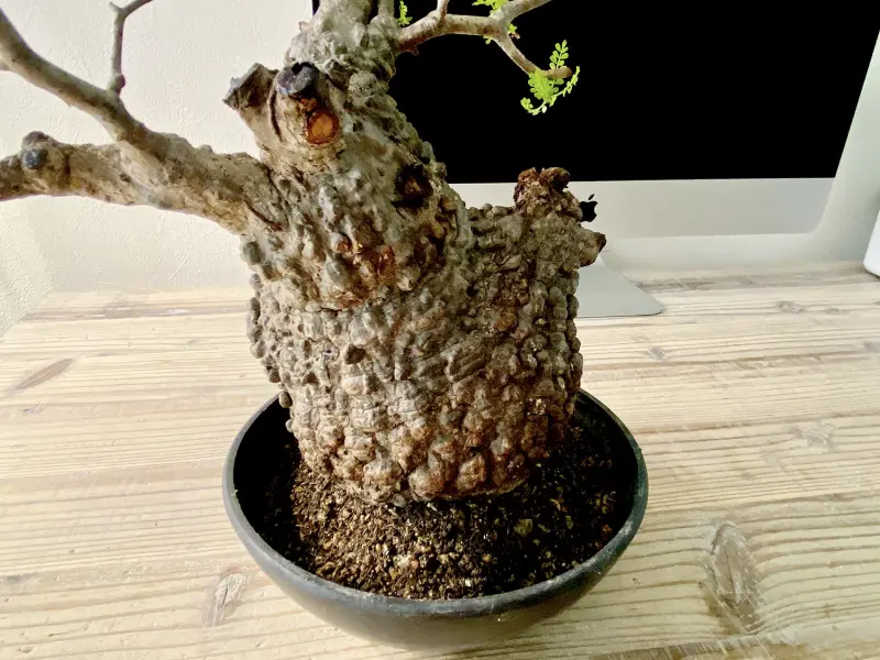 40日目／vol.4】オペルクリカリア・パキプス現地株の発根管理 ｜移植編