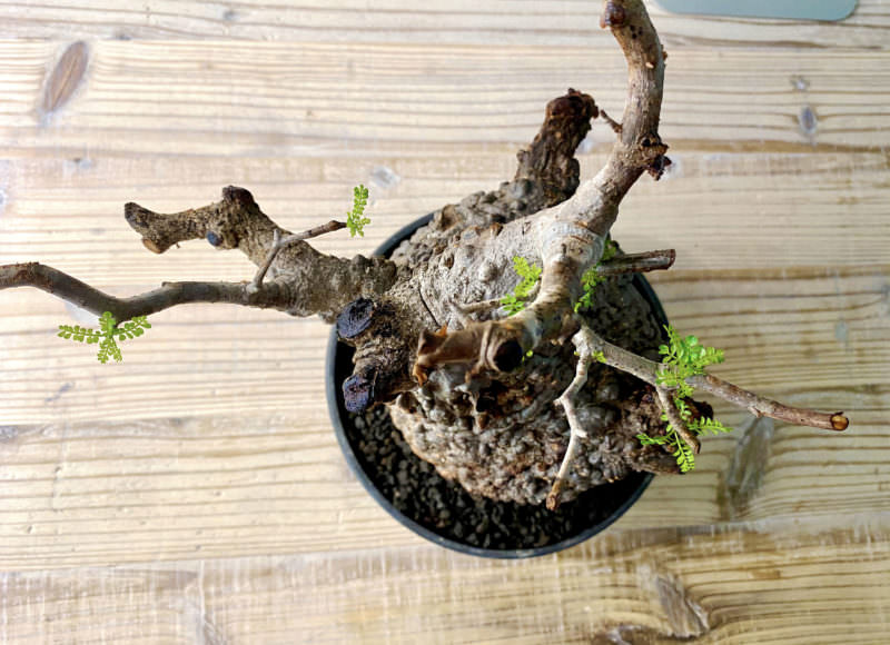 40日目／vol.4】オペルクリカリア・パキプス現地株の発根管理 ｜移植編