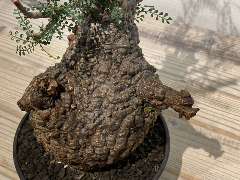 130日目／vol.4】オペルクリカリア・パキプス現地株の発根管理 ｜土耕編