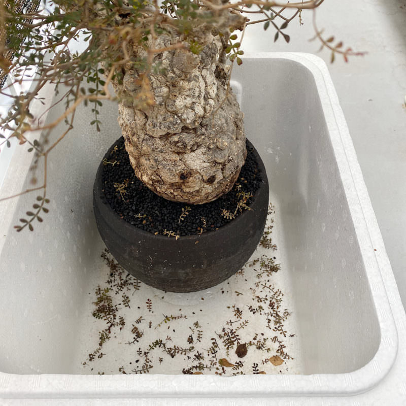 130日目／vol.4】オペルクリカリア・パキプス現地株の発根管理 ｜土耕編