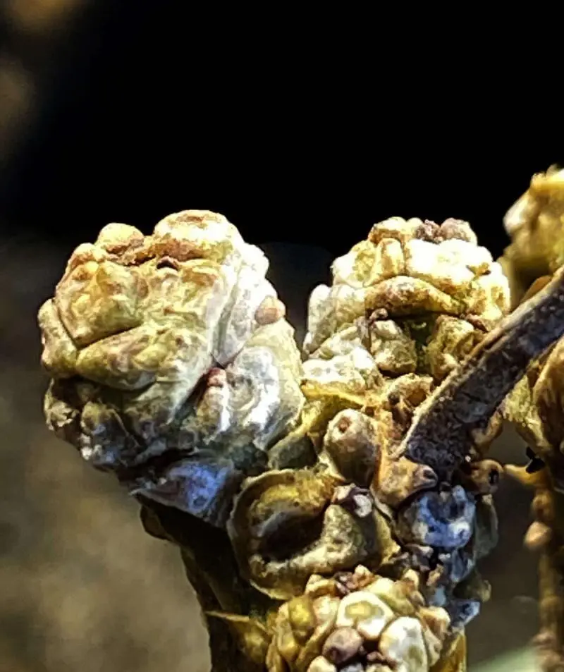 5日目】チレコドン・ペアルソニー Tylecodon pearsonii 現地株の発根管理