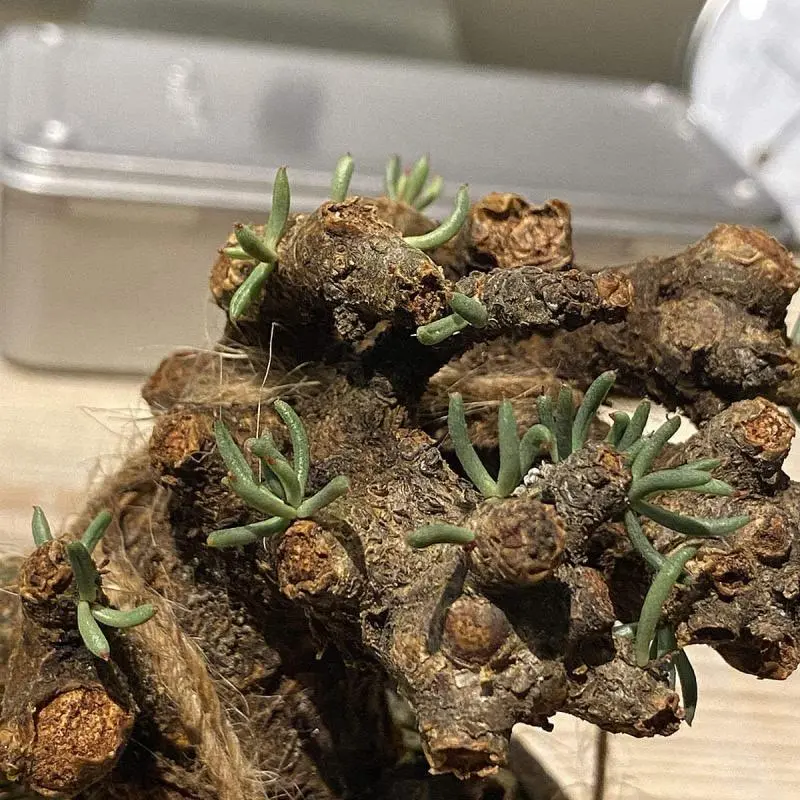 45日目】チレコドン・ペアルソニー Tylecodon pearsonii 現地株の発根管理