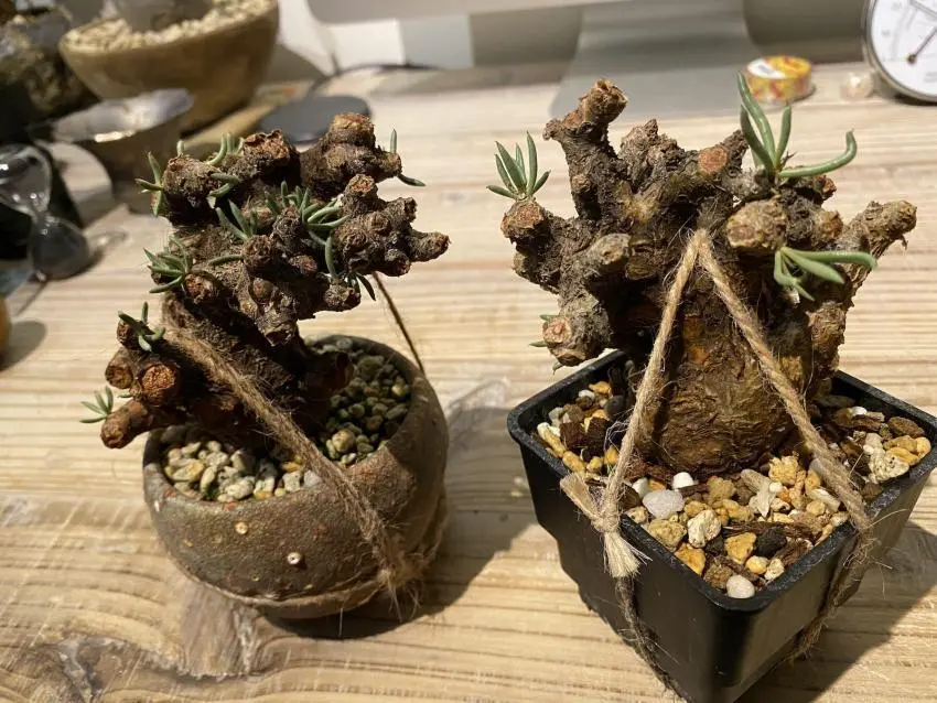 45日目】チレコドン・ペアルソニー Tylecodon pearsonii 現地株の発根管理