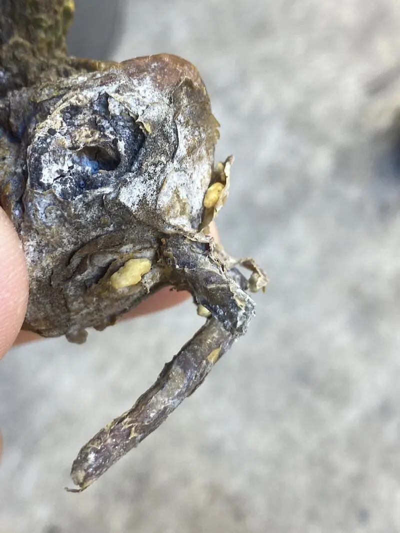 45日目】チレコドン・ペアルソニー Tylecodon pearsonii 現地株の発根管理