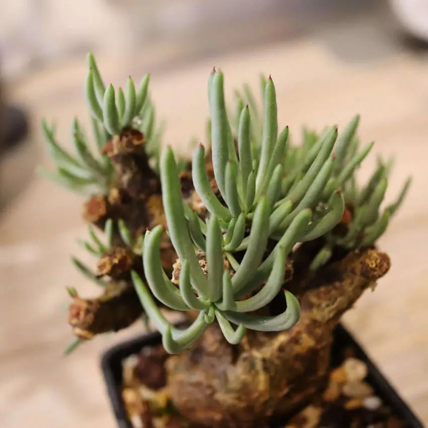 75日目】チレコドン・ペアルソニー Tylecodon pearsonii 現地株の発根管理