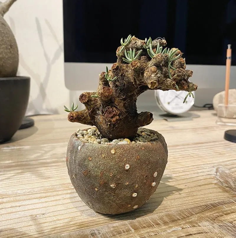 75日目】チレコドン・ペアルソニー Tylecodon pearsonii 現地株の発根管理