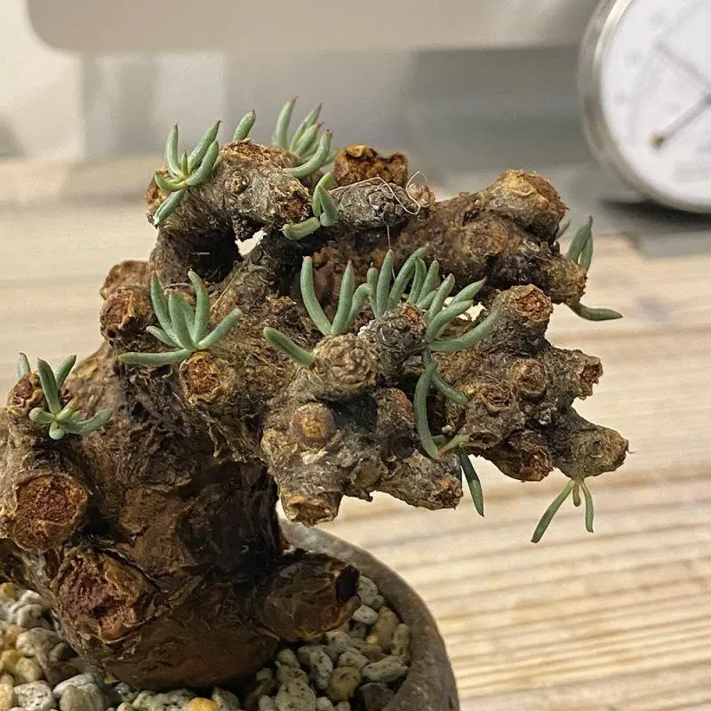 75日目】チレコドン・ペアルソニー Tylecodon pearsonii 現地株の発根管理