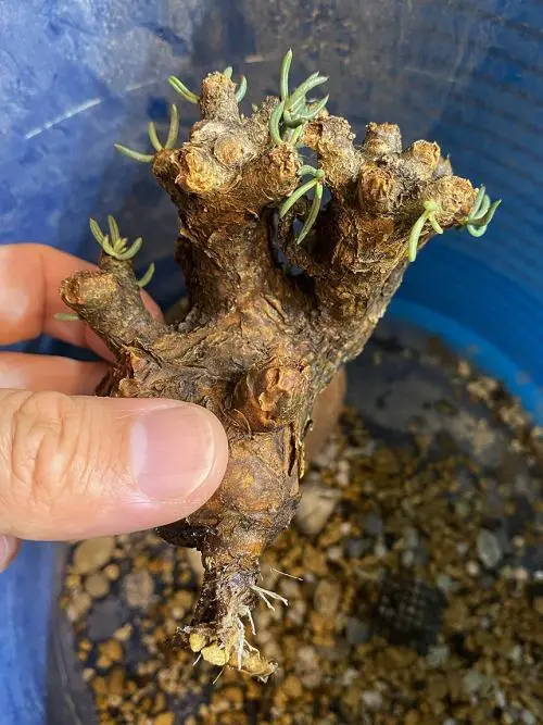 75日目】チレコドン・ペアルソニー Tylecodon pearsonii 現地株の発根管理