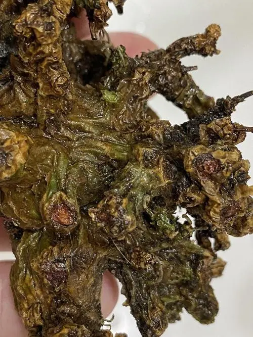 75日目】チレコドン・ペアルソニー Tylecodon pearsonii 現地株の発根管理