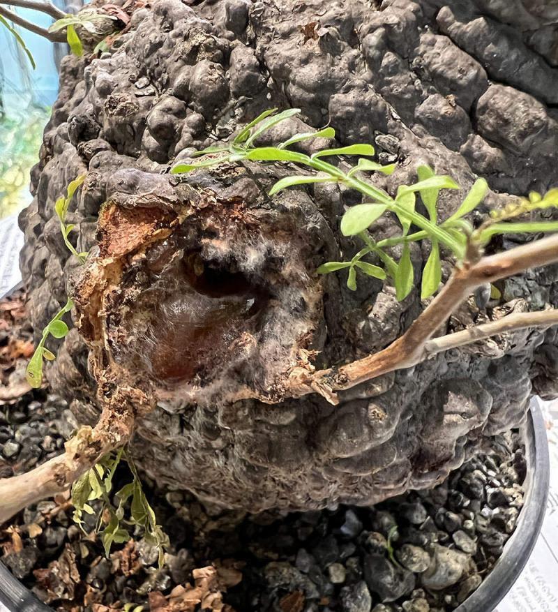 450日目／vol.4】オペルクリカリア・パキプス現地株の発根管理｜植え替え編