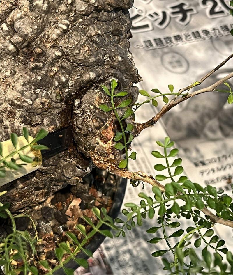 450日目／vol.4】オペルクリカリア・パキプス現地株の発根管理｜植え替え編